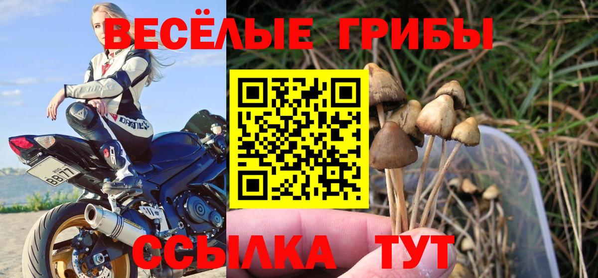 Киселёвск  Псилоцибиновые грибы Cubensis  Вход с VPN 